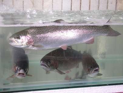 Mẹo cuộc sống hữu ích từ Khay nhựa (Khay linh kiện, kệ dụng cụ)